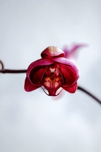 Flower, Beauty, Orchid
