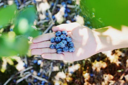 blueberries on person's palm photo