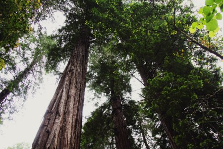 Muir woods national monument, Mill valley, United states