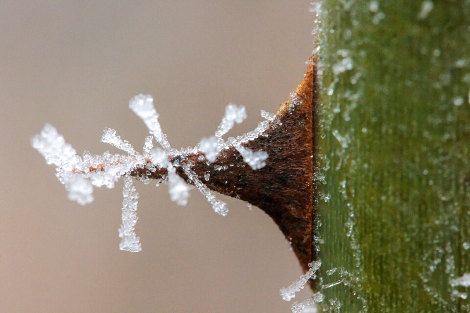 Wild rose thorn winter frost