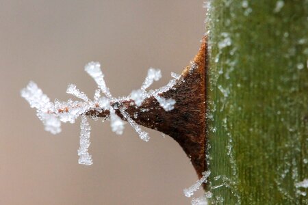 Wild rose thorn winter frost