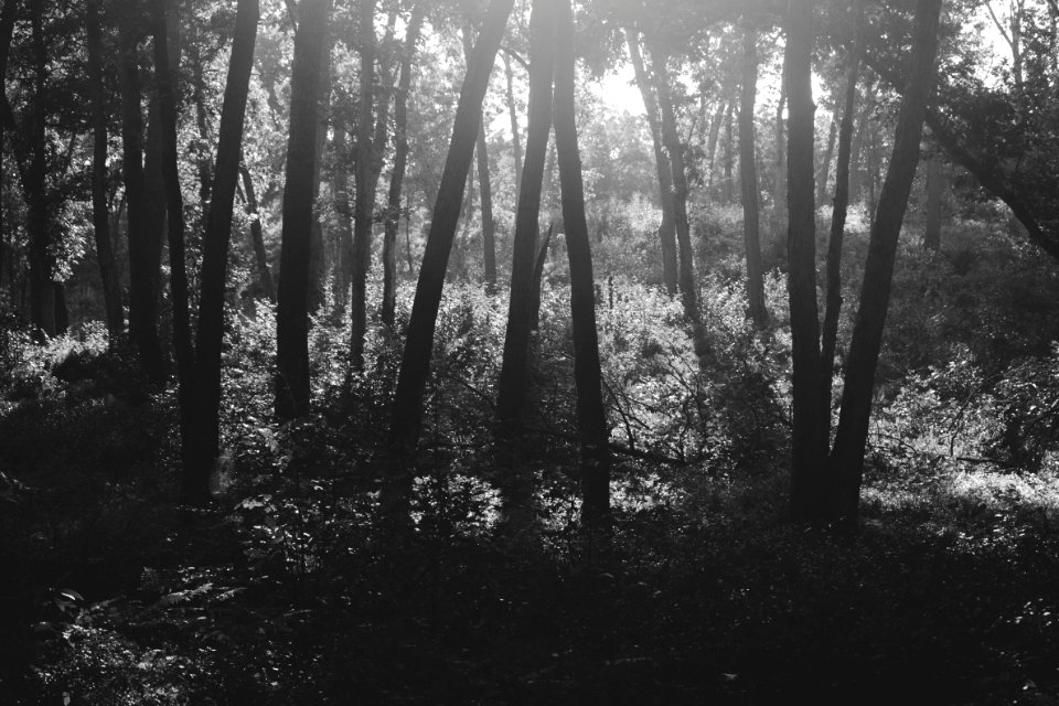Indiana dunes national lakeshore, United states, Forest