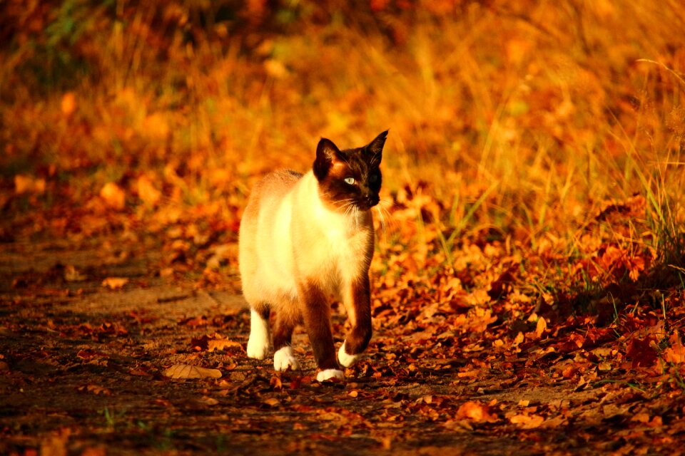 Siamese cat siam siamese