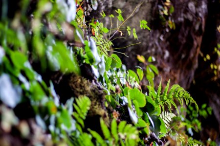 Plants, Plant, Outside