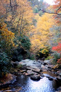 Fall, Greenery, Water drop