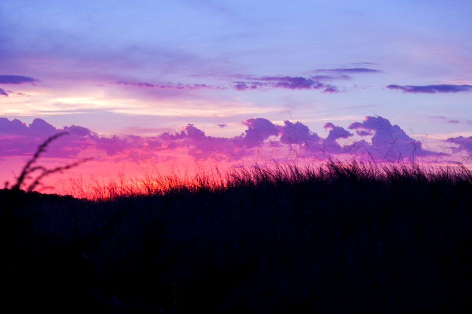 silhouette of grass during golden hour