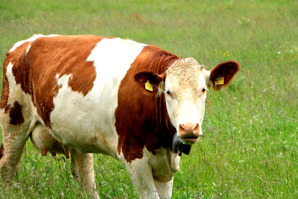 Switzerl, Gruyres, Milk