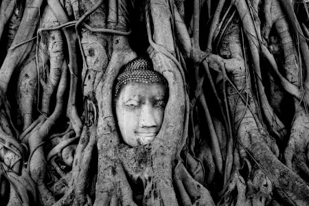 Love, Tree, Buddha