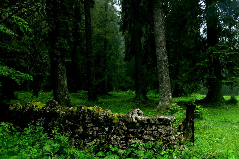 Beautiful, Nature, Trees