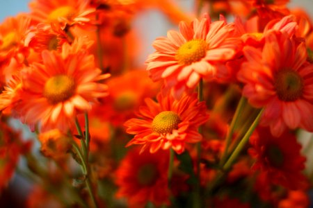 Floral, Orange, Flower photo