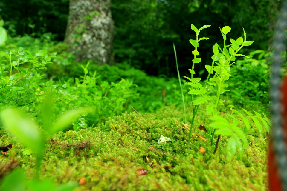 Switzerl, Wilderness, Green
