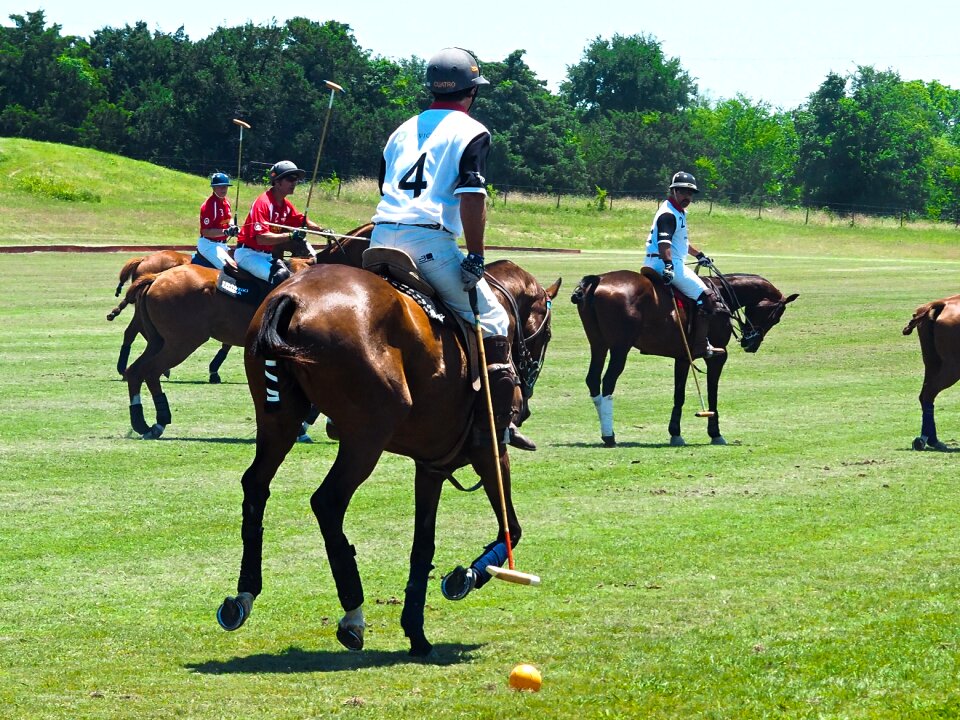 Horses sports green sports