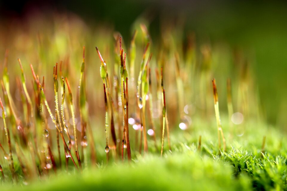 Plant nature bokeg