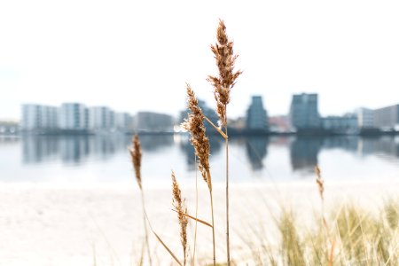 Denmark, Holbk, Plant
