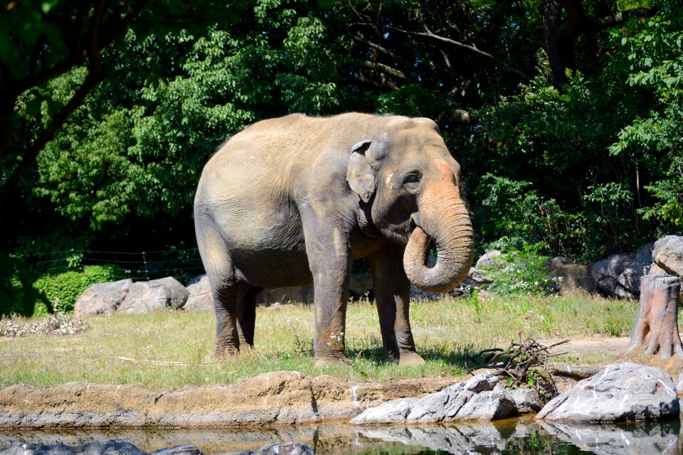 Zoo animal mammal