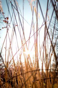 Utterslev mose, Denmark, Sunset
