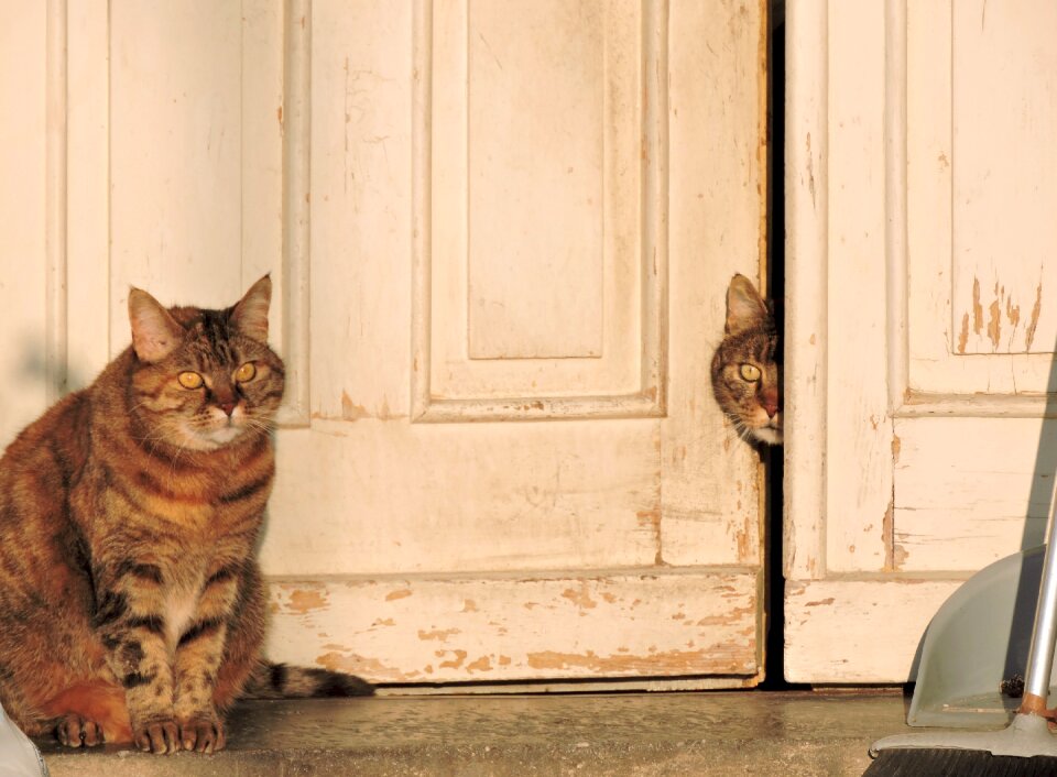 Domestic felines cute