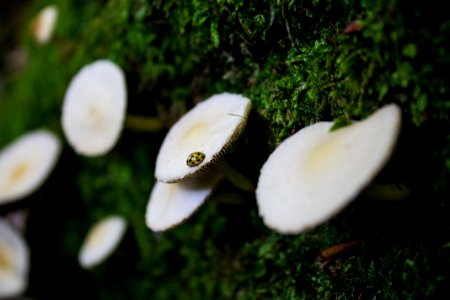 Mushroom
