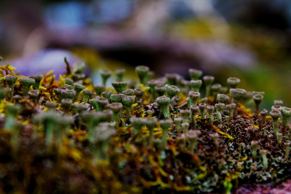 Tinyforest