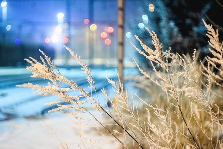 Nature cold winter