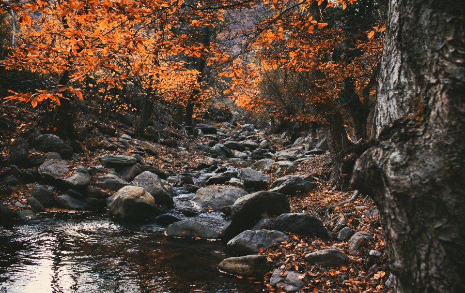 Romania, Autumn, Forest