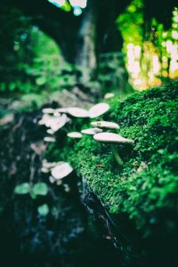 Green,  mushrooms,  nature