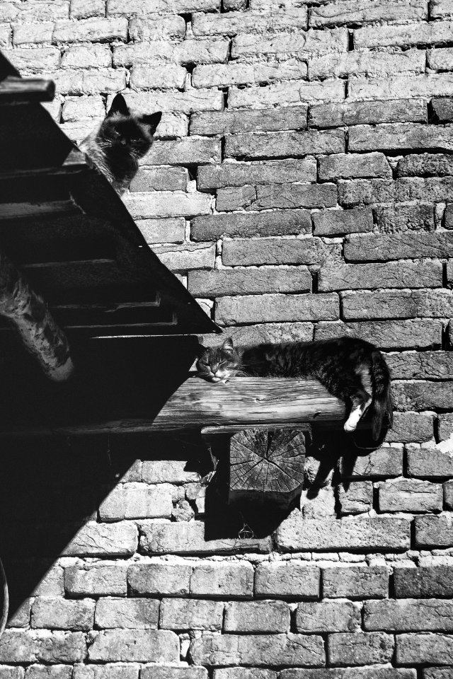 Romania, wall, black photo