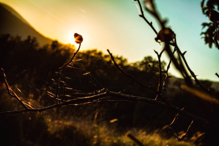 Romania, Spider web, Rosehip