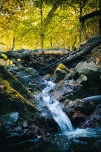 Romania, Nature, Tree photo