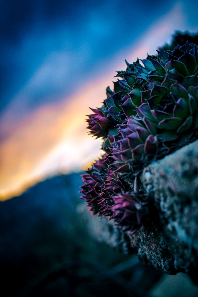 Flower, Sunset