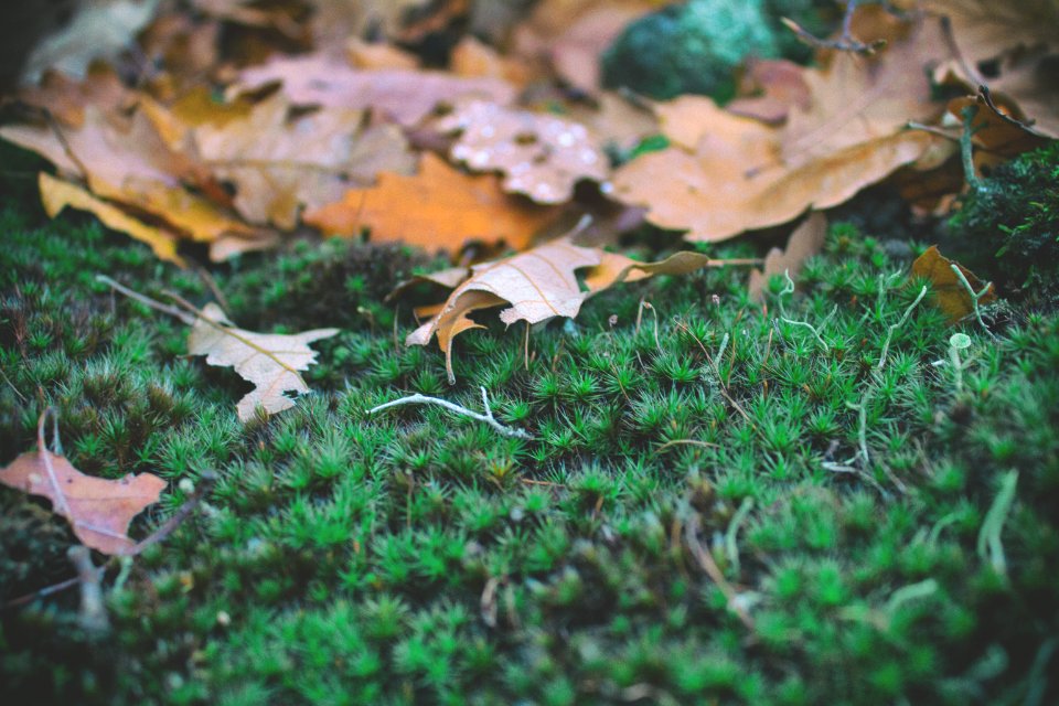 Green, Moss, Leaf photo