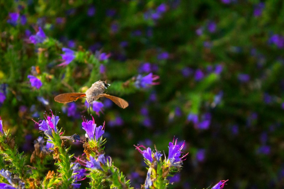 Romania, Flowers, Insect