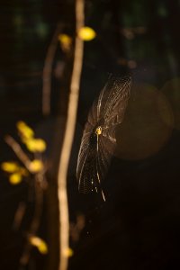 Romania, Forest, Spider web
