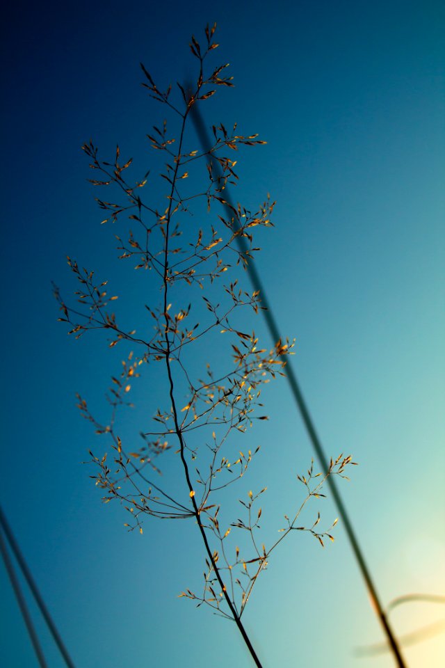 selective focus photography of green leaf plant