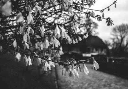 Rainy, Flower photo