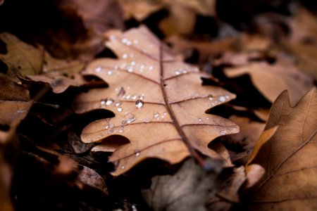 Autumn, Raindrops