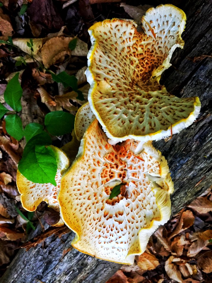 Tree, Green way, Wild mushrooms