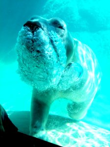 Swimming, Nature, Zoo