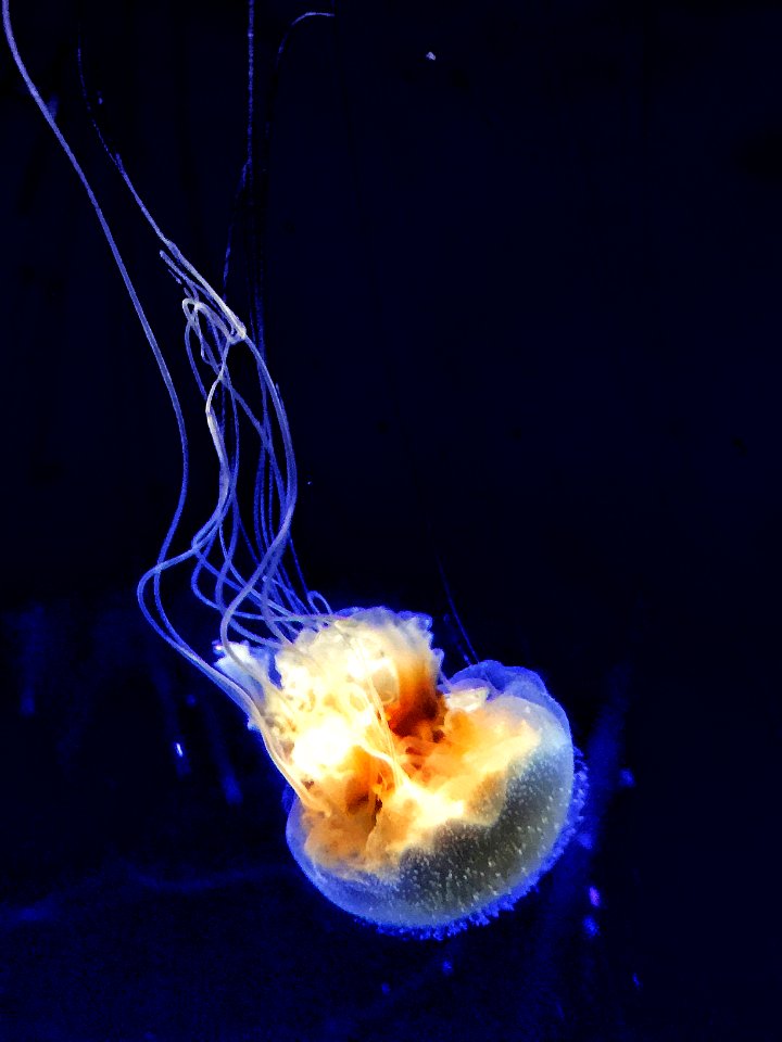 Jellyfish