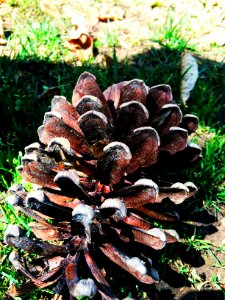 Nature, Pine nut, Pine