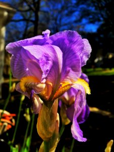 Purple, Floral, Nature