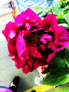 Farmers market, Bright, Pink