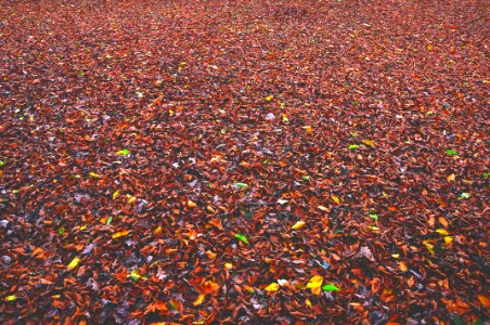 Leaf, Park, Red photo