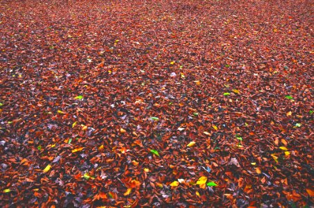 Leaf, Park, Red