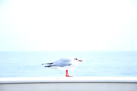 gray and white bird near body of water photo