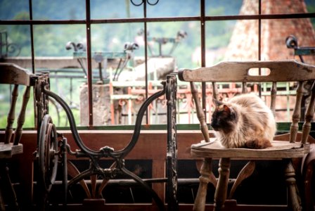 short-fur brown dog lying on brown wooden chairs