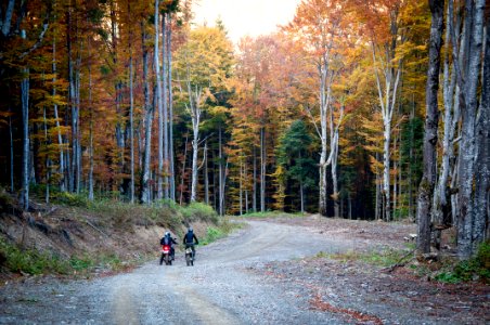 two people riding motorcycles surrounded by trees photo