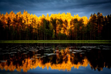 landscape photography yellow and green leafed trees photo