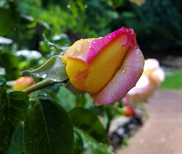 Yellow pink path