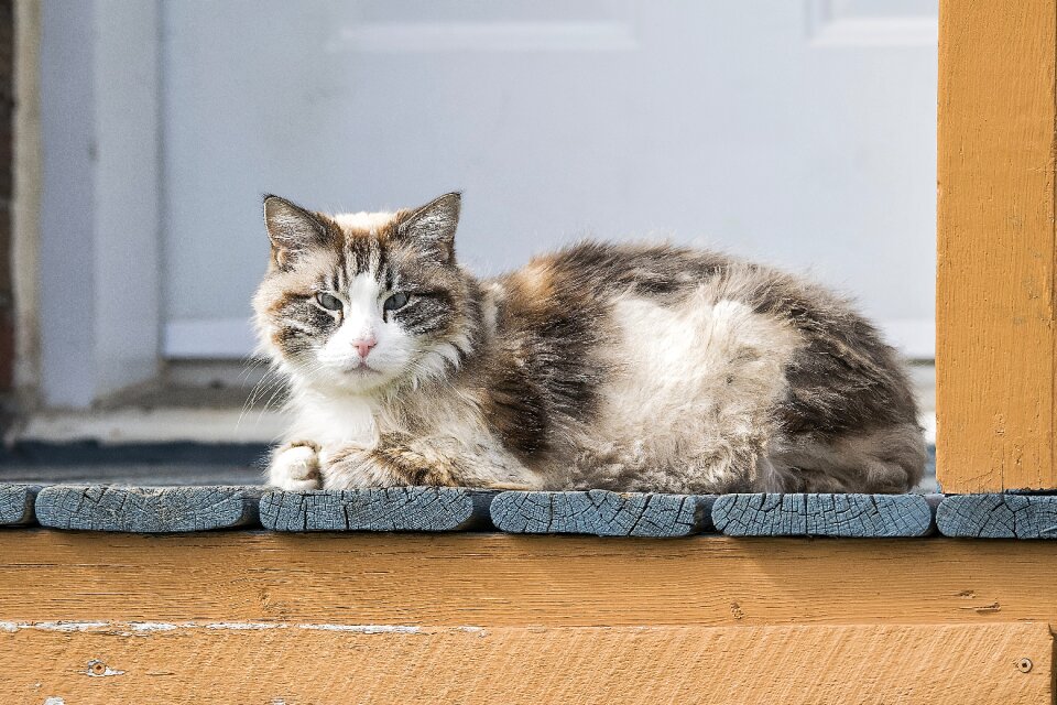 Domestic feline cute